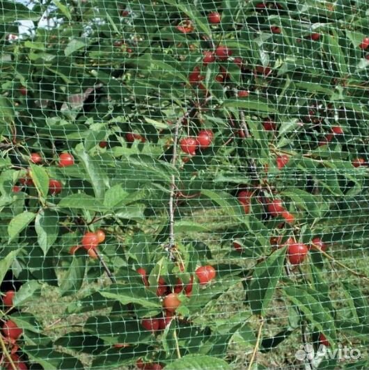 Сетка защитная от птиц 4мх10м 35х35мм