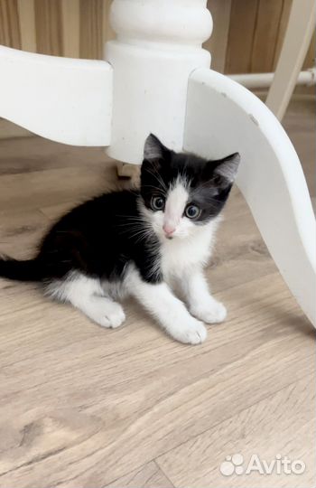 Котята бесплатно