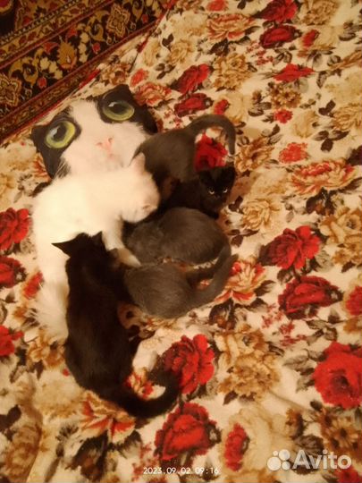 Котята в добрые руки