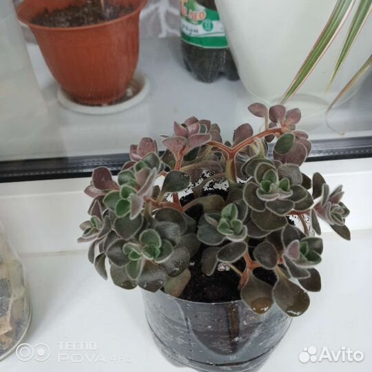 Аихризон дерево любви