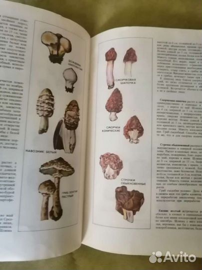Журнал грибы СССР