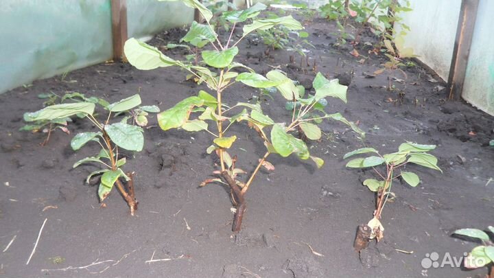 Саженцы скумпии и других растений