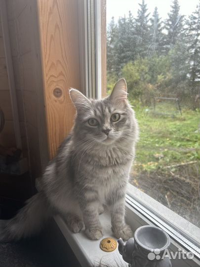 Невский маскарадный котенок