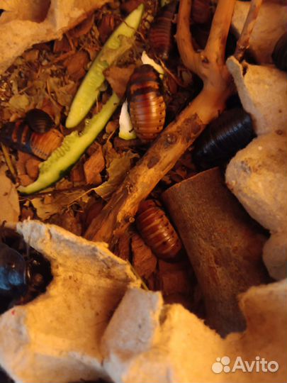 Кормовые насекомые - тараканы, Мучник, зоофобус