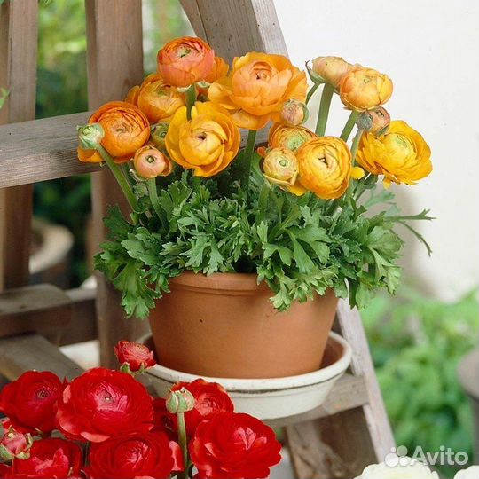 Ранункулюс желтый (луковицы)