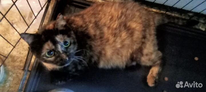 Отдается взрослая трёхцветная кошка