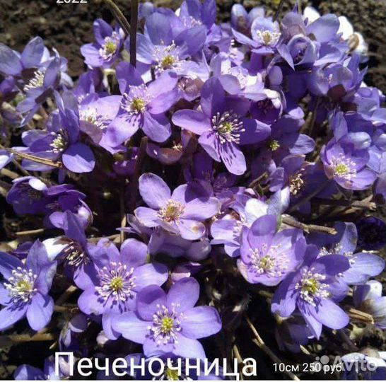 Многолетние цветы