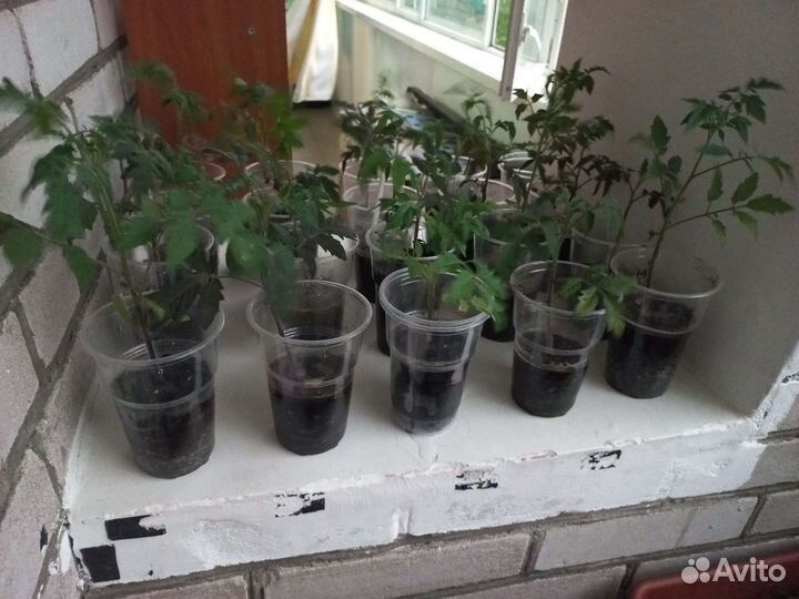 Рассада помидор