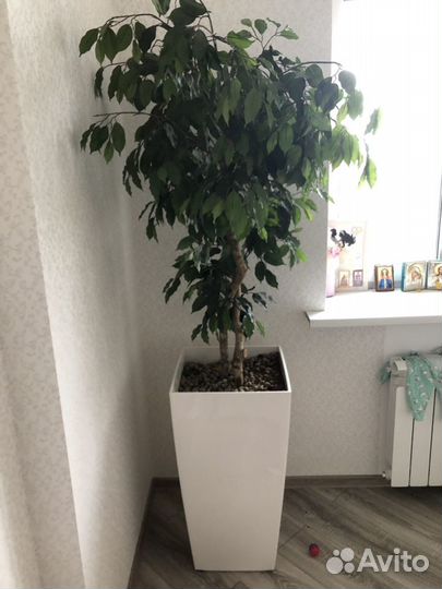 Фикус бенджамина исскуственный