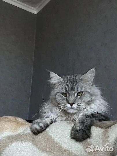Кот мейкун вязка