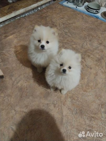 Щенки померанского шпица продажа