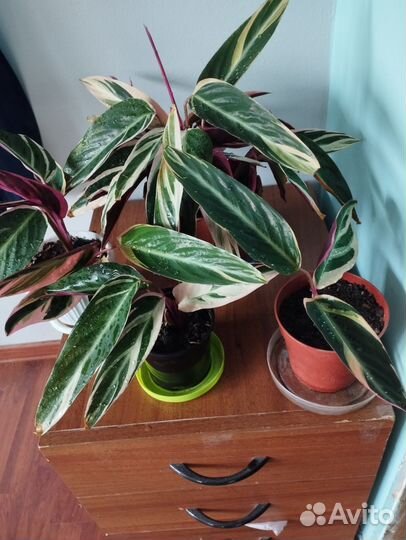 Фикус, строманта