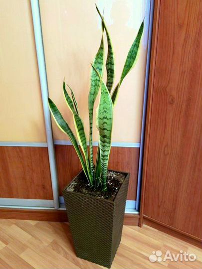 Сансевиерия в напольном горшке