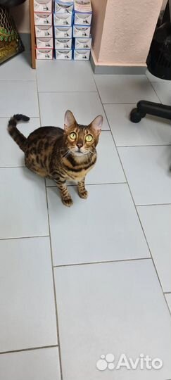 Кошки в добрые руки бесплатно