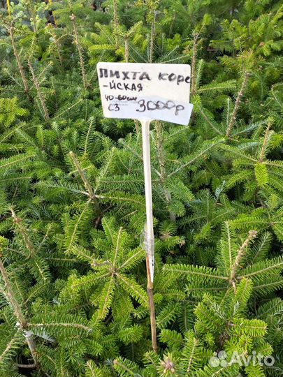 Пихта корейская из питомника растений