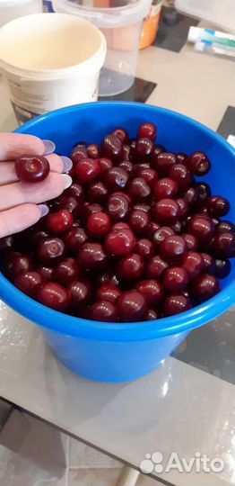 Саженцы вишни, смородины, малины,смородины, сливы