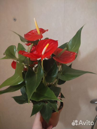 Антуриум Кентукки