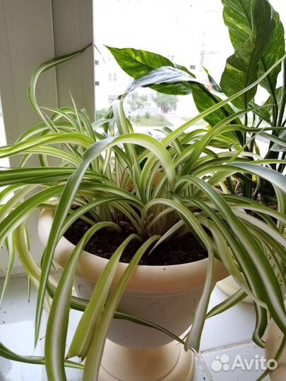 Цветы комнатные