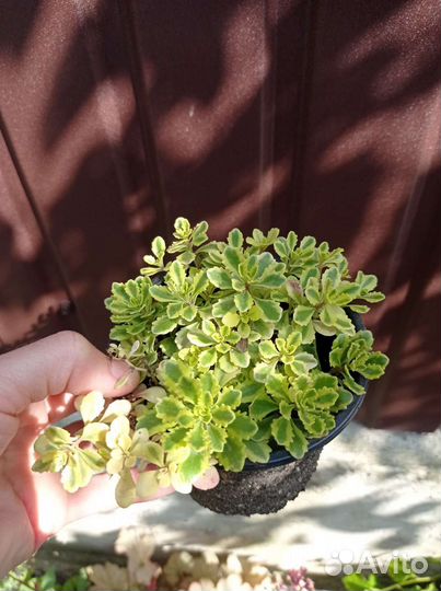 Многолетние садовые растения (цветы)