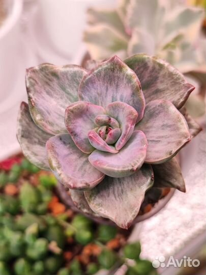 Graptoveria Bainesii variegated