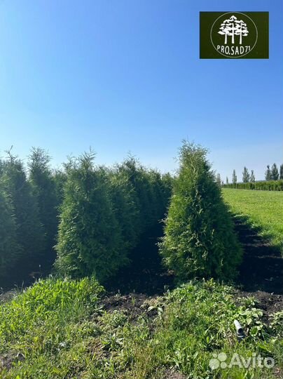 Туя брабант экстра