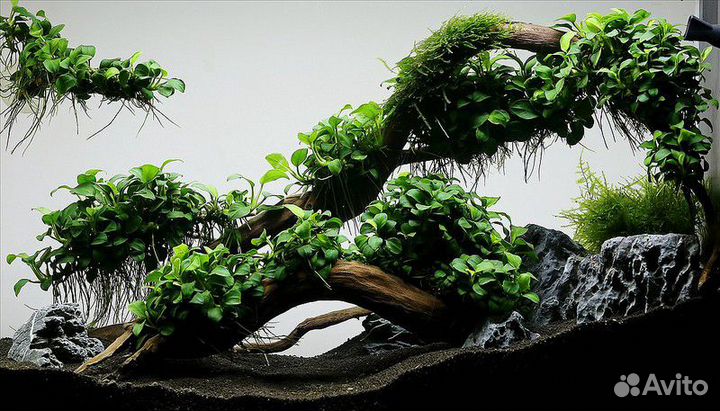 Коряжки,Корм,грунт,другое