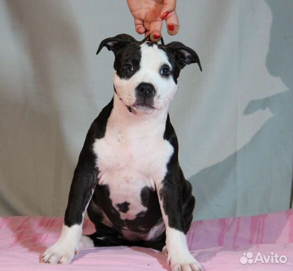 Амстафф щенок девочка