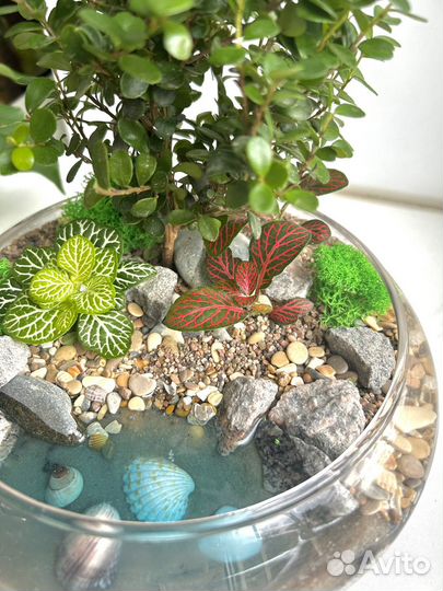 Флорариум с бонсай