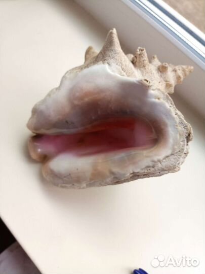 Морские ракушки раковины