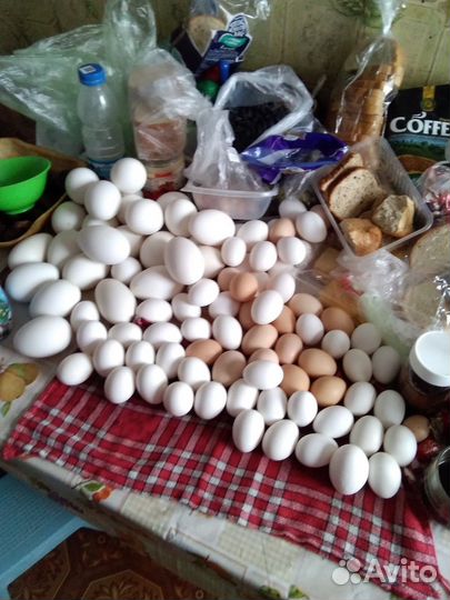 Продаю яйца куриные, гусиные