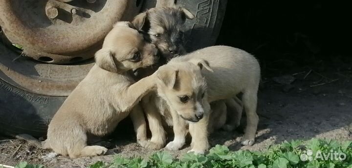 Щенята в добрые руки