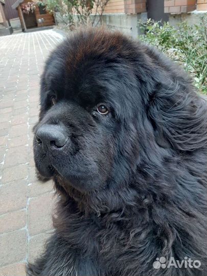 Ньюфаундленд