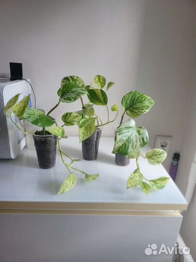 Сциндапсус марбл квин