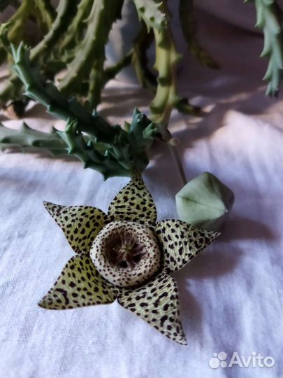 Цветок стапелия