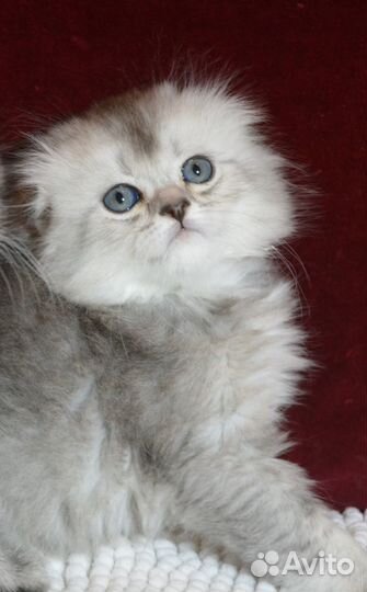 Серебро, пушистик