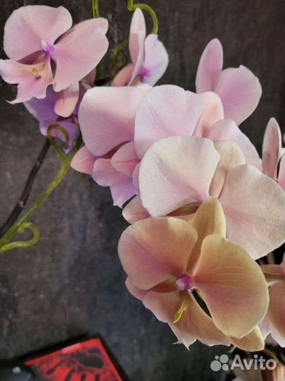 Фаленопсис 