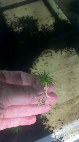 Эриокаулон (Ratonagiriuni), сомики, заморозка