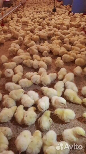 Бройлер Кобб 500