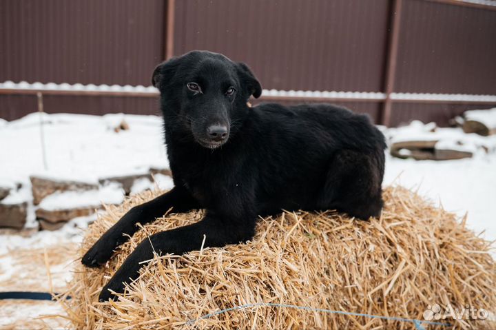 Молодая собака в дар