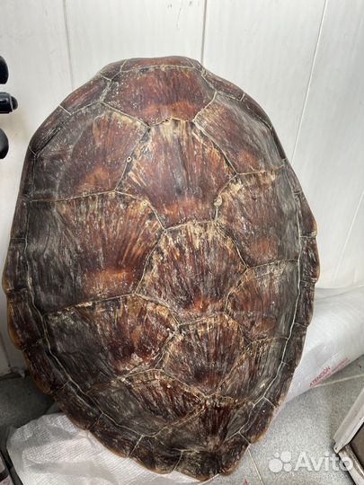 Панцирь морской черепахи Мадагаскар