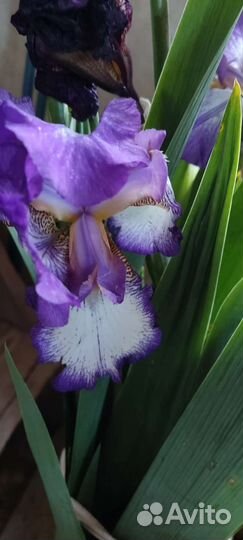 Космея,аквилегия,ромашка,маргаритки