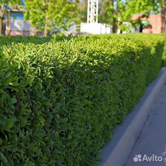 Бирючина живая изгородь