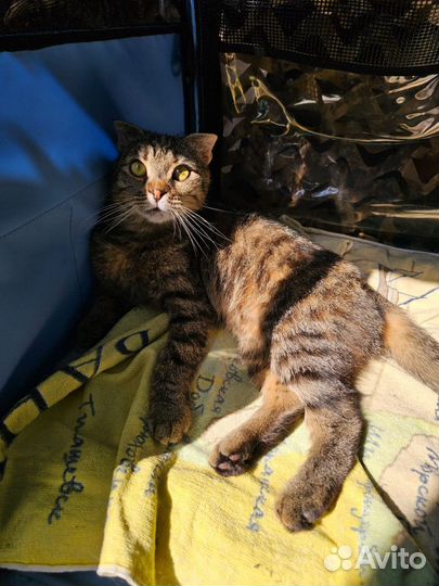 Кошка вислоухая