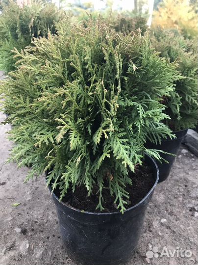Туя шаровидная Даника