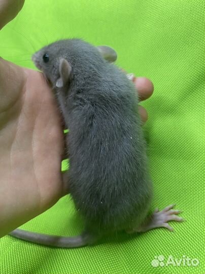 Крысята дамбо. Питомник. Шикарные малыши