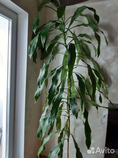 Комнатные цветы драцена