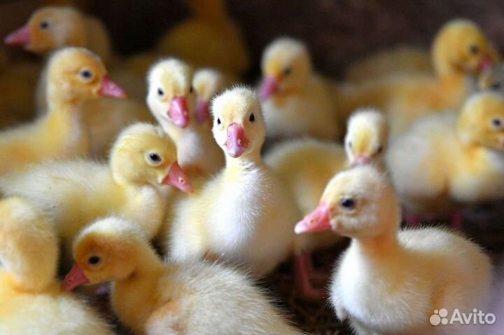 Гусята, яйца гусиные