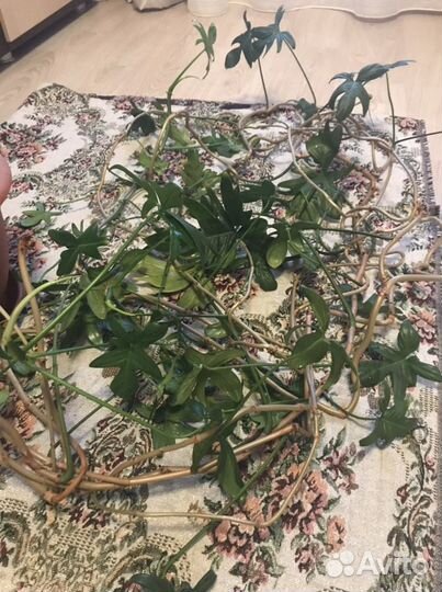 Цветок комнатный Филодендрон