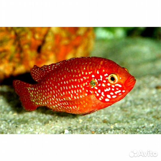 Аквариумные рыбки и растения