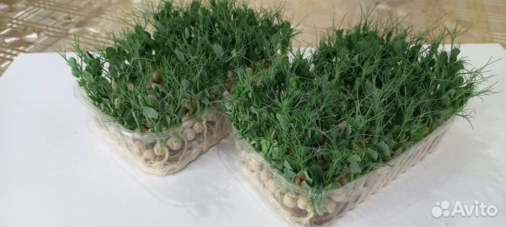 Микрозелень